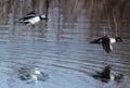 Bufflehead Ducks Pair Flying Together Royalty Free Stock Photo