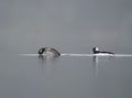 Bufflehead feeding at seaside