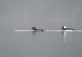 Bufflehead resting at seaside