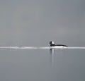 Bufflehead resting at seaside