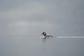 Bufflehead resting at seaside