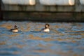 Bufflehead resting at seaside