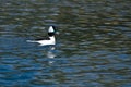 Bufflehead Resting on the Still Water of the Pond