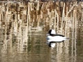 Bufflehead Sea Duck swims on pond during spring season