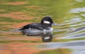 Bufflehead swimming in water Royalty Free Stock Photo