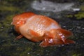 Bufflo ranchu goldfish died due to ammonia poisoning