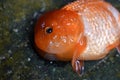 Bufflo ranchu goldfish died due to ammonia poisoning