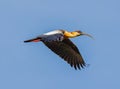 Buffnecked ibis in flight. Royalty Free Stock Photo