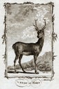 1770 Buffon Antique Animal Print of a Stag or Hart Deer Royalty Free Stock Photo