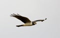 Buffon Kiekendief, Long-winged Harrier, Circus buffoni Royalty Free Stock Photo