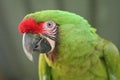 Buffon Macaw Royalty Free Stock Photo