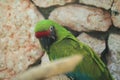 Buffon macaw Royalty Free Stock Photo