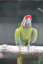 Buffon macaw perching Royalty Free Stock Photo