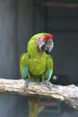 Buffon macaw perching Royalty Free Stock Photo