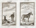 1770 Buffon Print of Zebras on the African Savanna