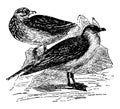 Buffon Skua, vintage illustration