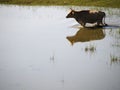 Buffulo crossing water. Royalty Free Stock Photo