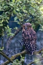 Buffy Fish-Owl Royalty Free Stock Photo