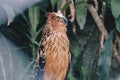 Buffy fish owl Ketupa ketupu also called the Malay fish owl. Royalty Free Stock Photo