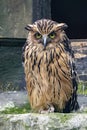 Buffy Fish-owl, Ketupa ketupu, has an interesting biology, specializing in fishing Royalty Free Stock Photo