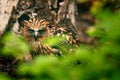 Buffy Fish-owl, Ketupa ketupu, rare bird from Asia. Malaysia beautiful owl in the nature forest habitat. Bird from Malaysia. Fish