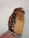 One Buffy Fish-owl, Ketupa ketupu, sits on a branch and observes the surroundings, Malaysia Royalty Free Stock Photo