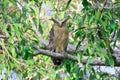 Buffy fish owl, Malay fish owl standing on a branch in Khao Yai National Park