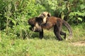 Buffy-headed tufted capuchin