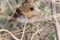 Buffy laughingthrush