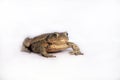 Bufo Royalty Free Stock Photo