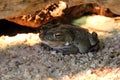 Bufo alvarius Royalty Free Stock Photo