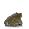 Bufo Alvarius toad on white background Royalty Free Stock Photo