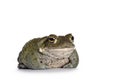 Bufo Alvarius toad on white background Royalty Free Stock Photo