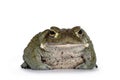 Bufo Alvarius toad on white background Royalty Free Stock Photo