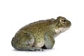 Bufo Alvarius toad on white background Royalty Free Stock Photo