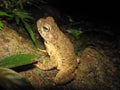 Phrynoidis aspera (River Toad, Rough Toad, Giant Asian Toad, Kodok Buduk Sungai, Kodok Puru Besar)