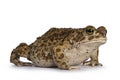 Bufo Bouleneri aka Green Toad on white