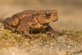 Bufo bufo Royalty Free Stock Photo