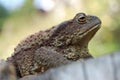 Bufo bufo Royalty Free Stock Photo