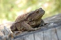 Bufo bufo Royalty Free Stock Photo