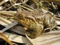 Bufo bufo Royalty Free Stock Photo
