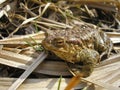 Bufo bufo Royalty Free Stock Photo