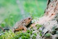 Bufo bufo Common Toad Royalty Free Stock Photo