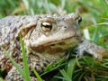 Toad is a common name for certain frogs, especially of the family Bufonidae, that are characterized by dry, leathery skin, short l Royalty Free Stock Photo