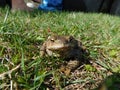 Toad is a common name for certain frogs, especially of the family Bufonidae, that are characterized by dry, leathery skin, short l Royalty Free Stock Photo