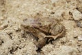 Bufo bufo Royalty Free Stock Photo