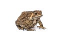 Bufo bufo Fat Asian common toad or Black-spined toad - Duttaphrynus melanostictus (Bufonidae). Royalty Free Stock Photo