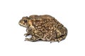 Bufo bufo Fat Asian common toad or Black-spined toad - Duttaphrynus melanostictus (Bufonidae). Royalty Free Stock Photo