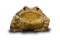 Bufo frog over white Royalty Free Stock Photo