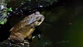 Common Toad Bufo bufo sitting by the pond